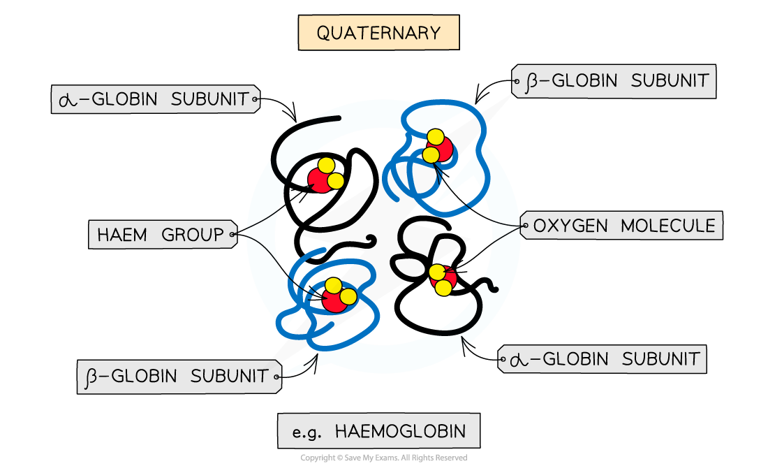 Quaternary-structure