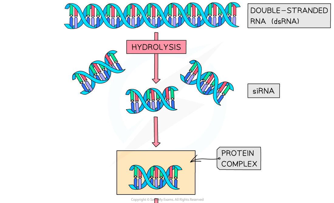 RNA-Interference-1