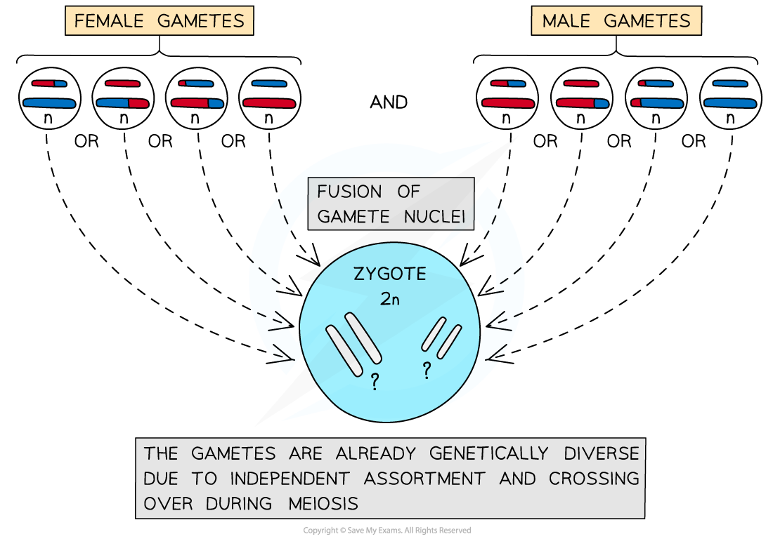 aqa-a-level-biology-4-3-7-the-outcomes-processes-of-mitosis