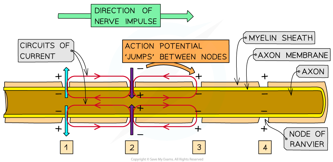 What Is Essential For Conduction Of Nerve Impulses To Be Saltatory