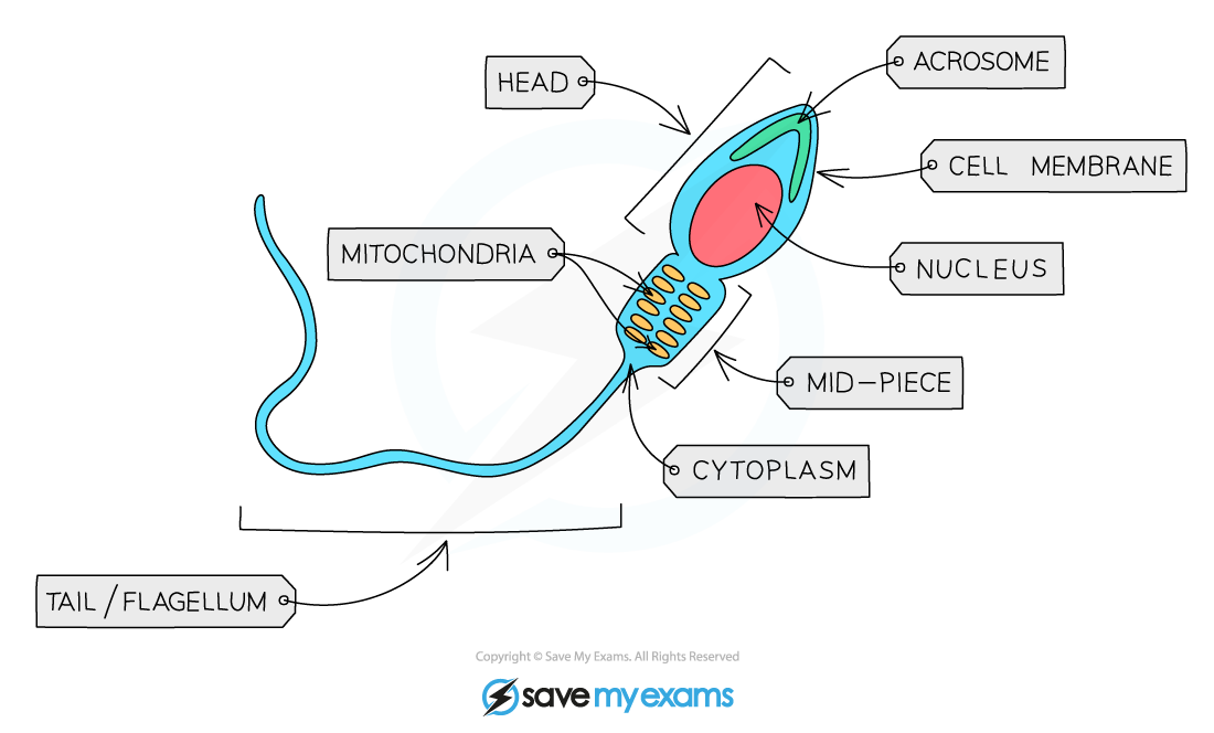 Sperm-Cell