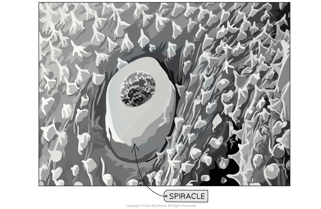 Spiracle-Electronmicrograph