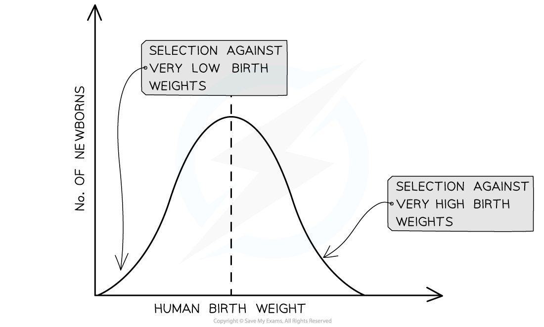 Stabilising-selection-on-birth-weight
