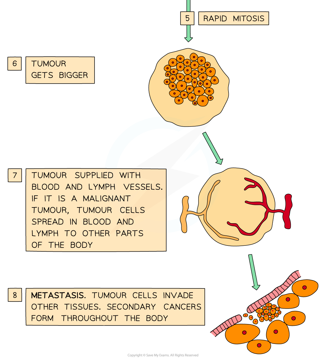Stages-in-the-development-of-cancer-2