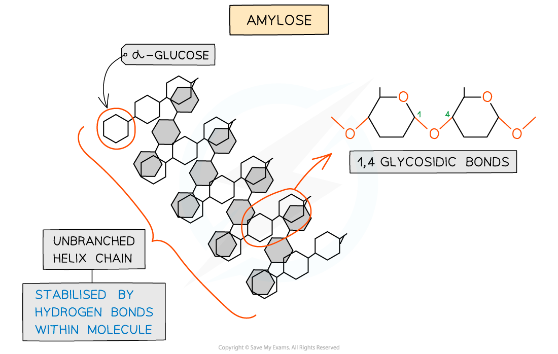 Starch-and-Glycogen_-Amylose