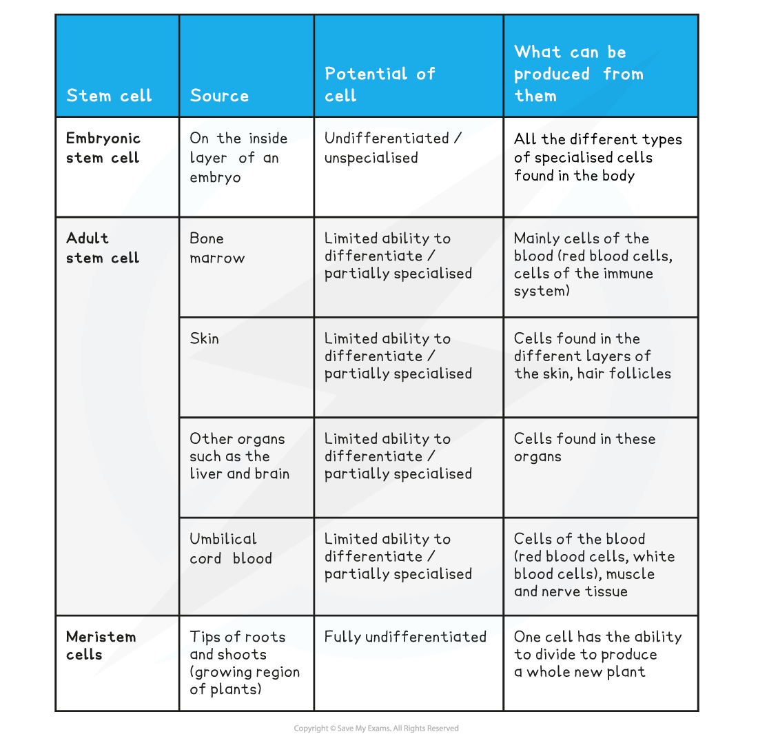 aqa-a-level-biology-8-2-3-the-use-of-stem-cells