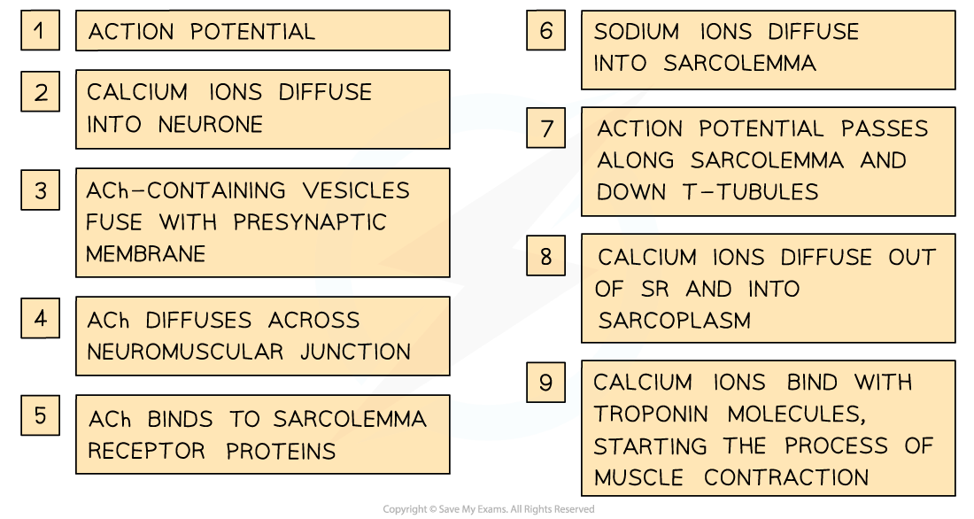 Stimulation-of-muscle-contraction-2
