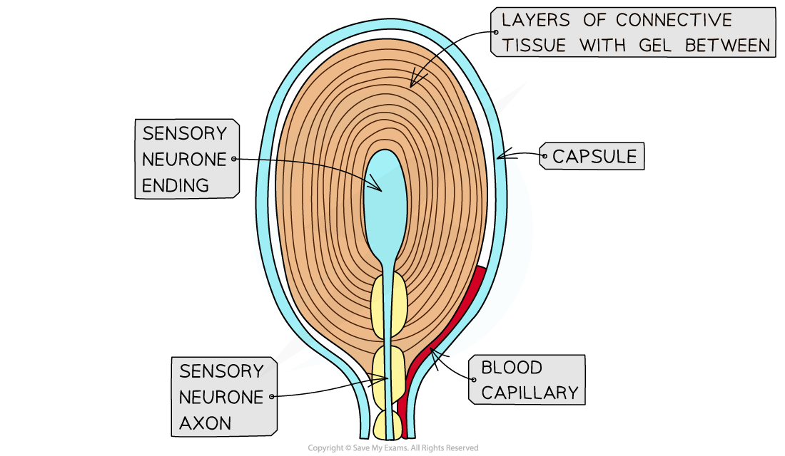 Structure-of-Pacinian-corpuscle