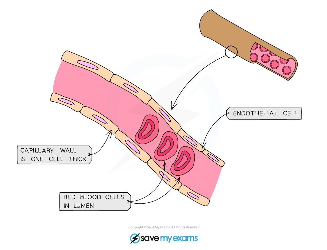 aqa-a-level-biology-3-5-7-capillaries-tissue-fluid