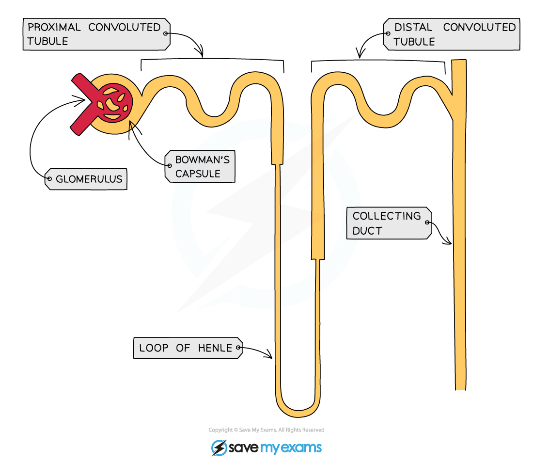 Structure-of-a-nephron