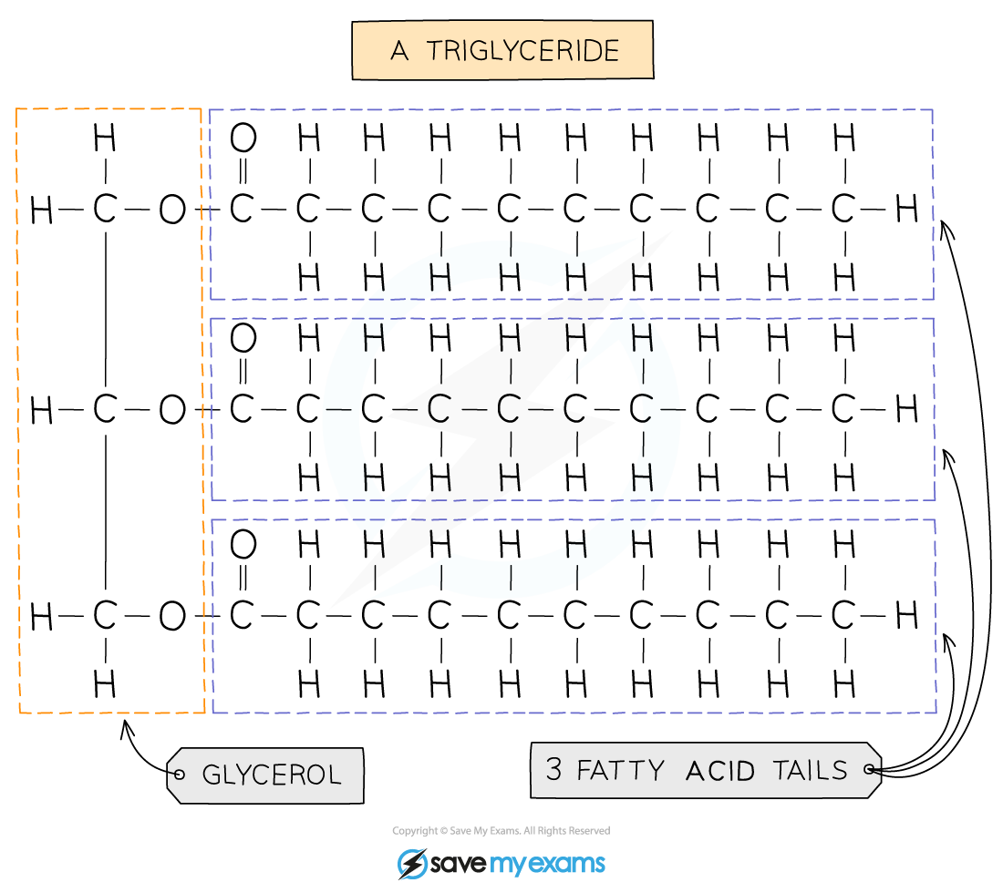 Structure-of-a-triglyceride