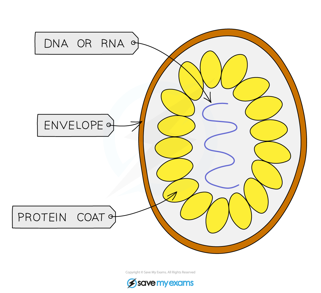 Structure-of-a-typical-virus