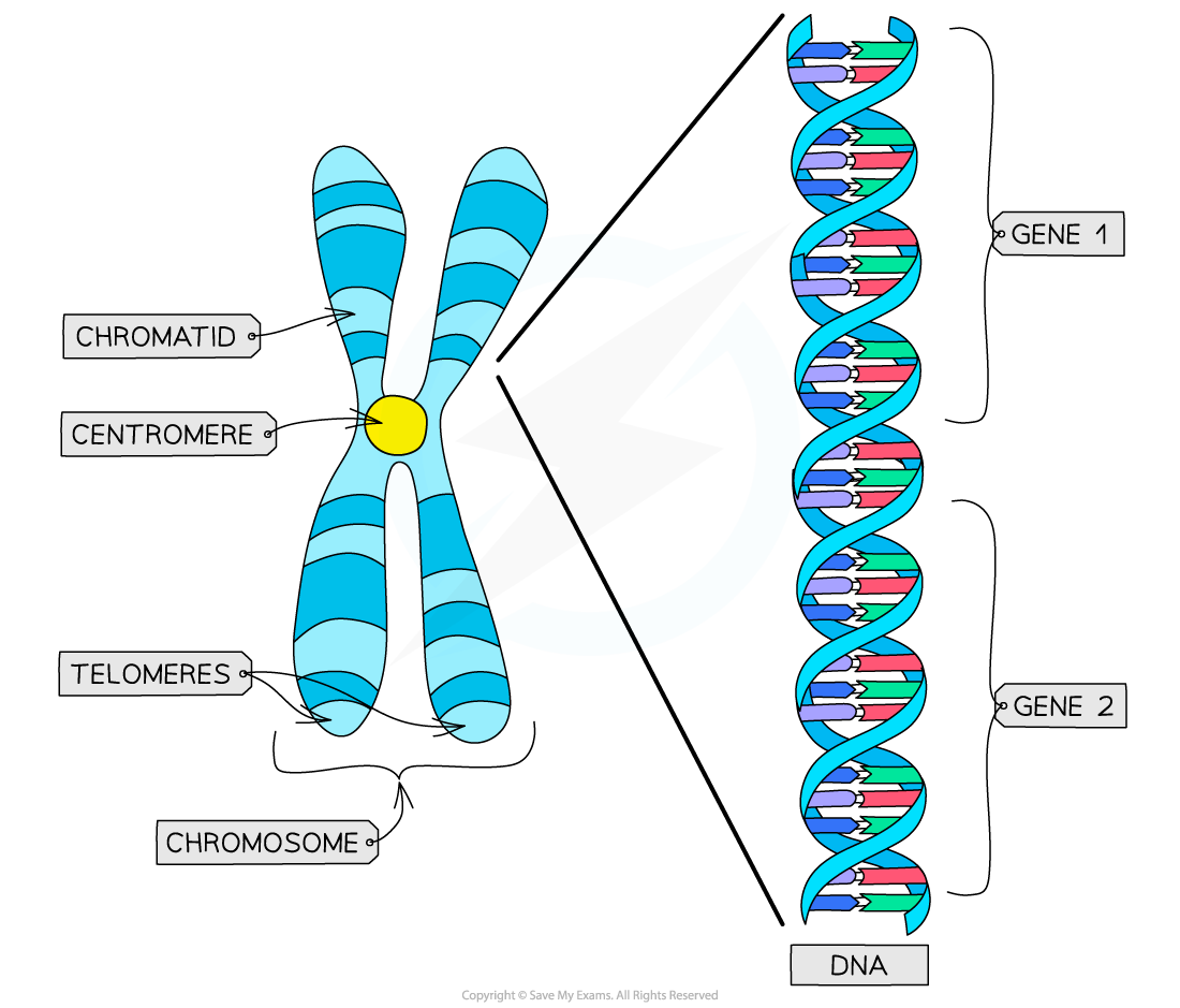 Structure-of-chromosome