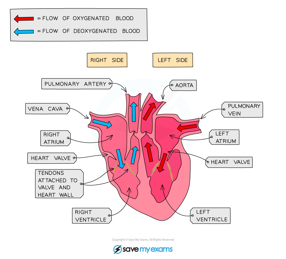 Structure-of-the-heart