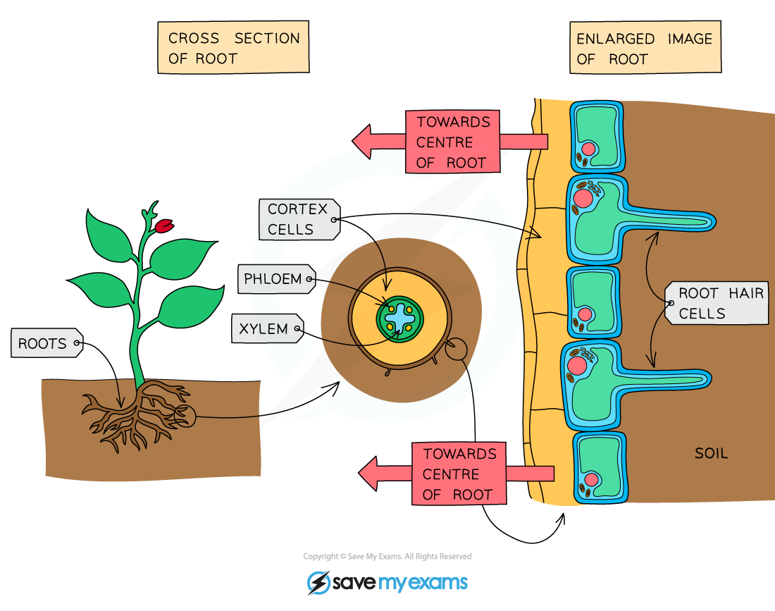 Edexcel IGCSE Biology 2 8 3 Water Movement In Flowering Plants 