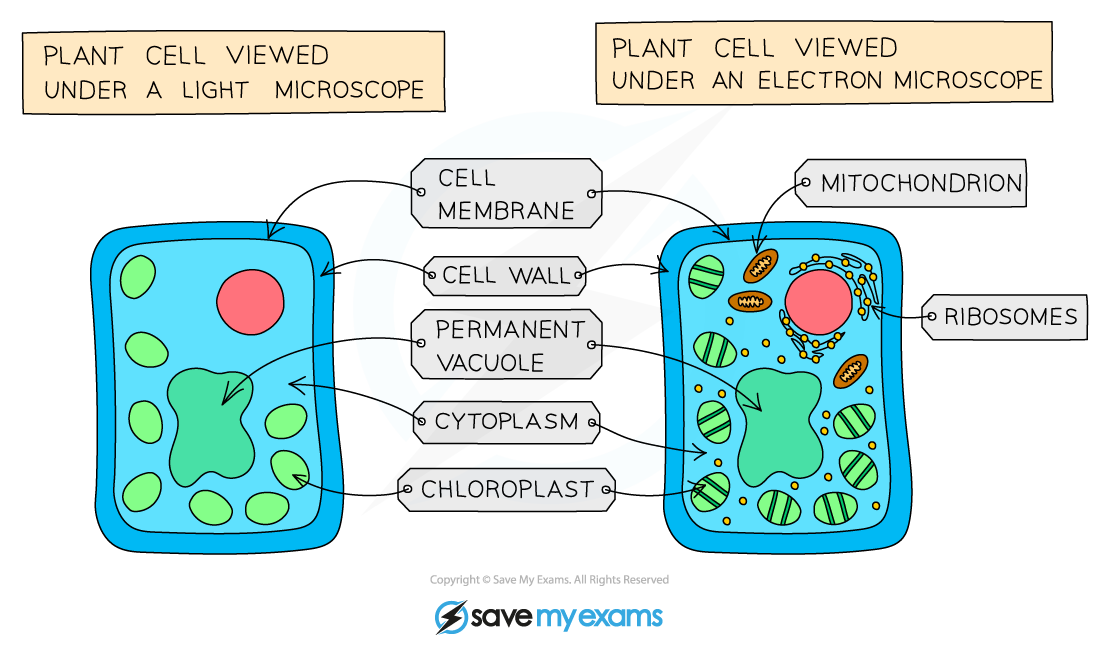 Structures-in-a-plant-cell-visible-under-a-light-microscope-an-electron-microscope