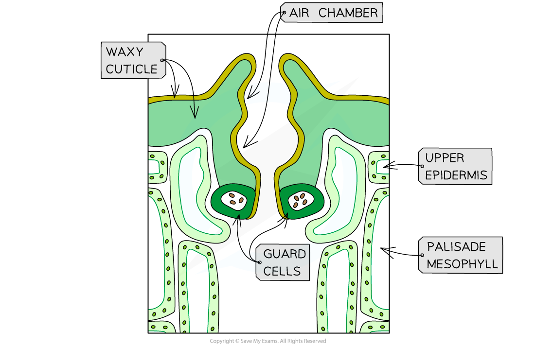 Sunken-Stomata