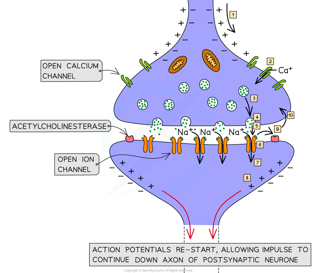 aqa-a-level-biology-6-2-8-transmission-across-a-cholinergic-synapse