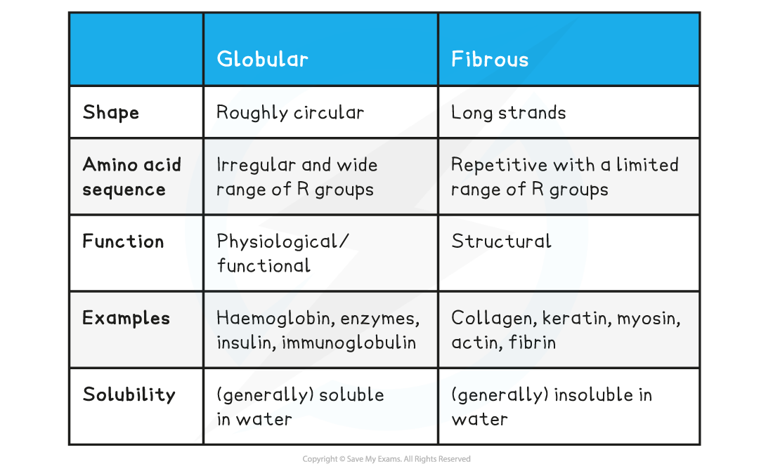 Table-18_-Comparison-of-Globular-and-Fibrous-tertiary-proteins