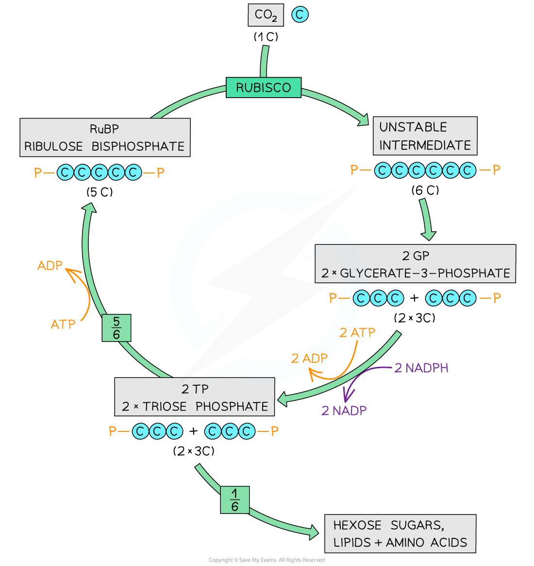 The-Calvin-cycle_1