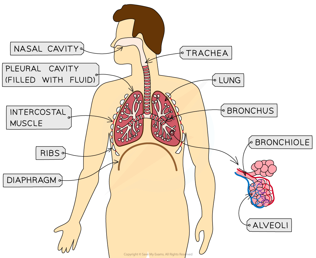 The-Human-Thorax