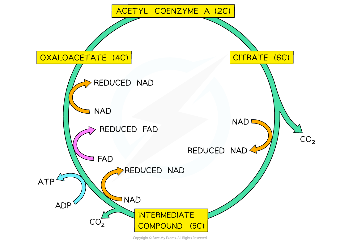 aqa-a-level-biology-5-2-5-the-krebs-cycle