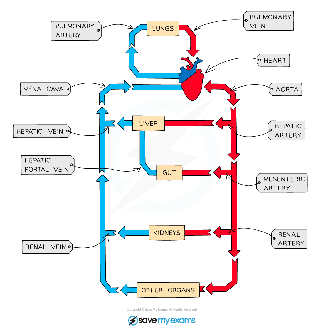 The-circulatory-system