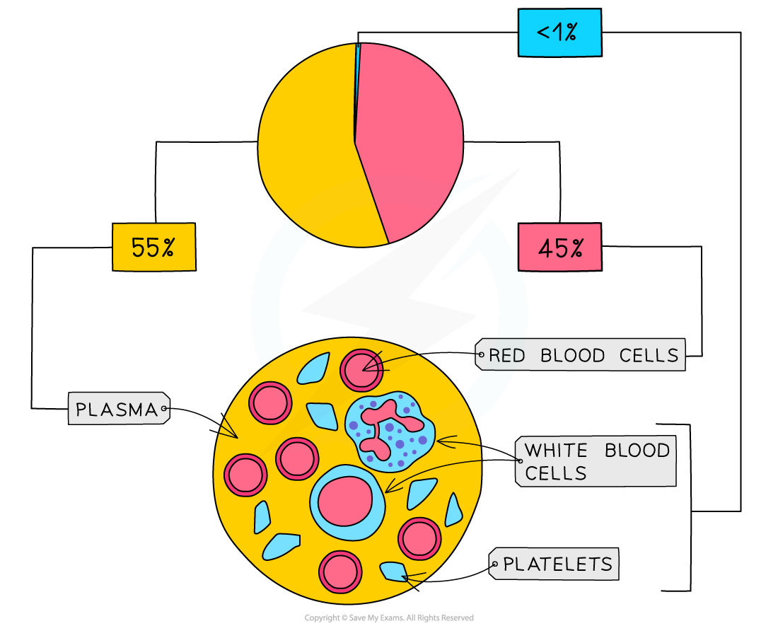The-components-of-the-blood-1
