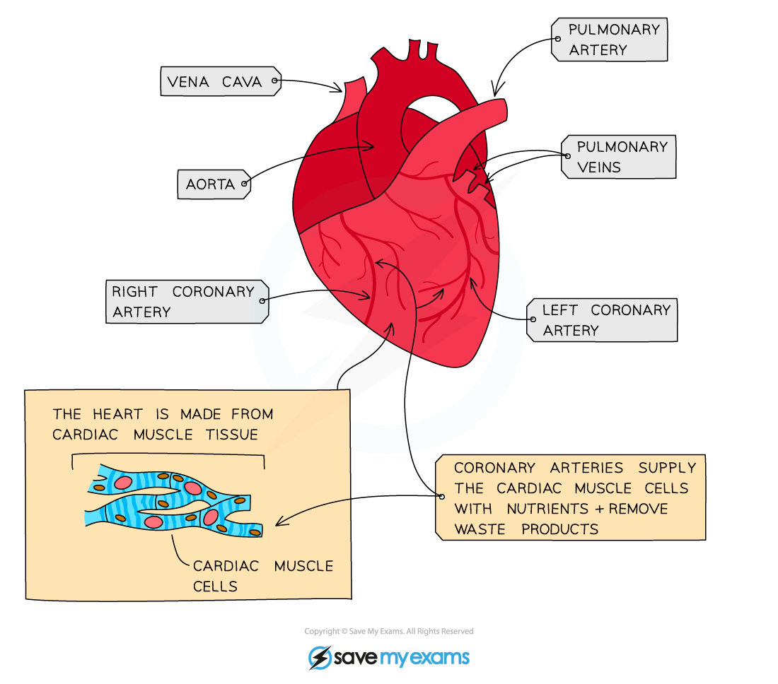 The-coronary-arteries
