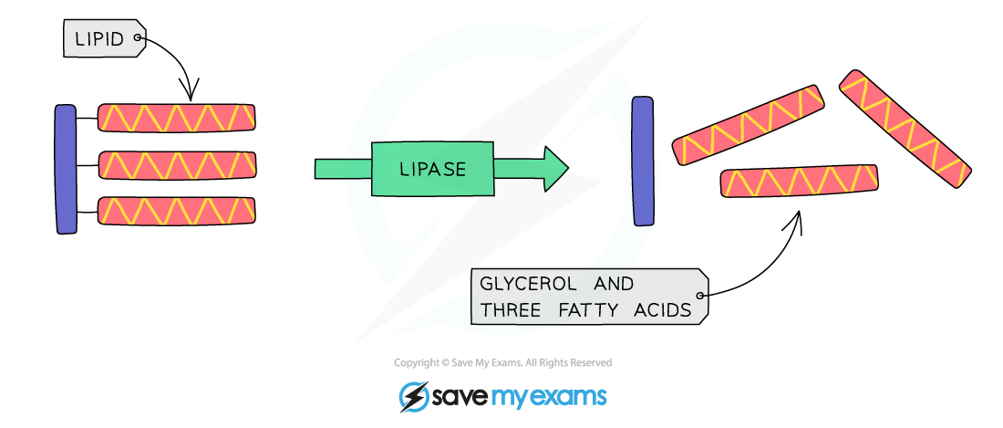 The-digestion-of-lipids