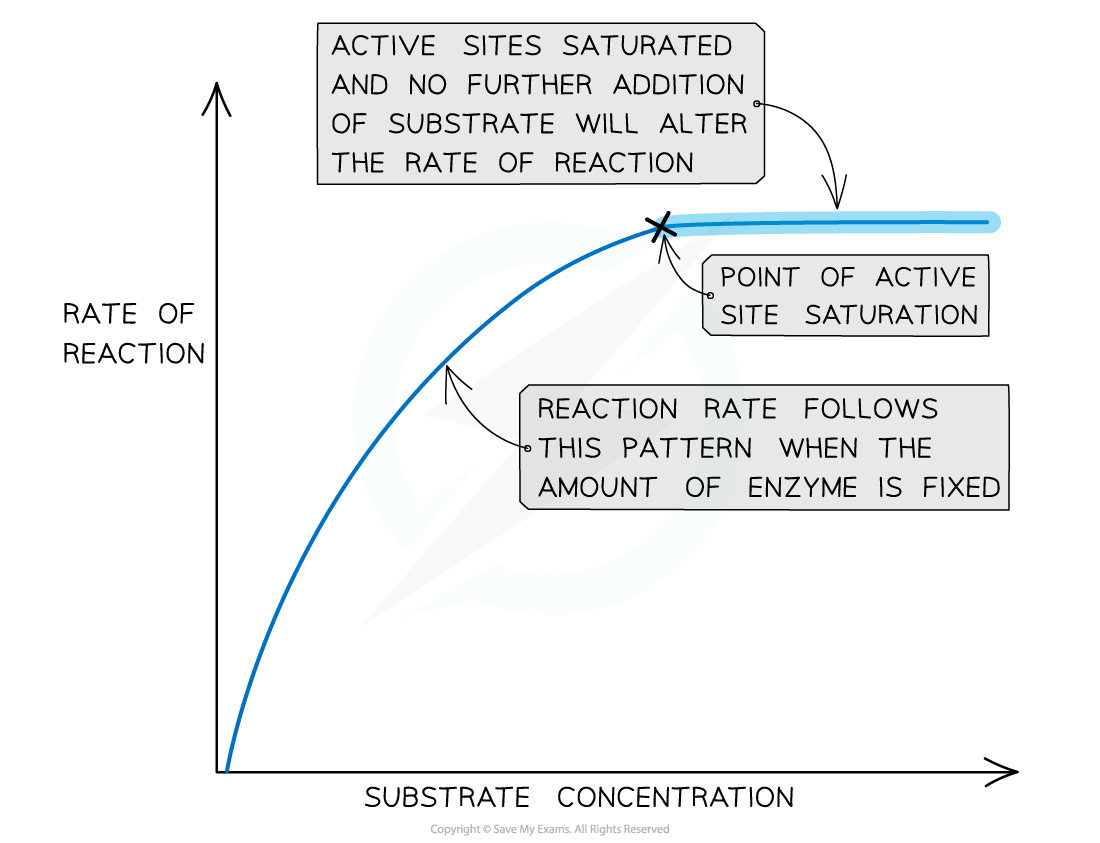 The-effect-of-substrate-concentration-on-an-enzyme-catalysed-reaction