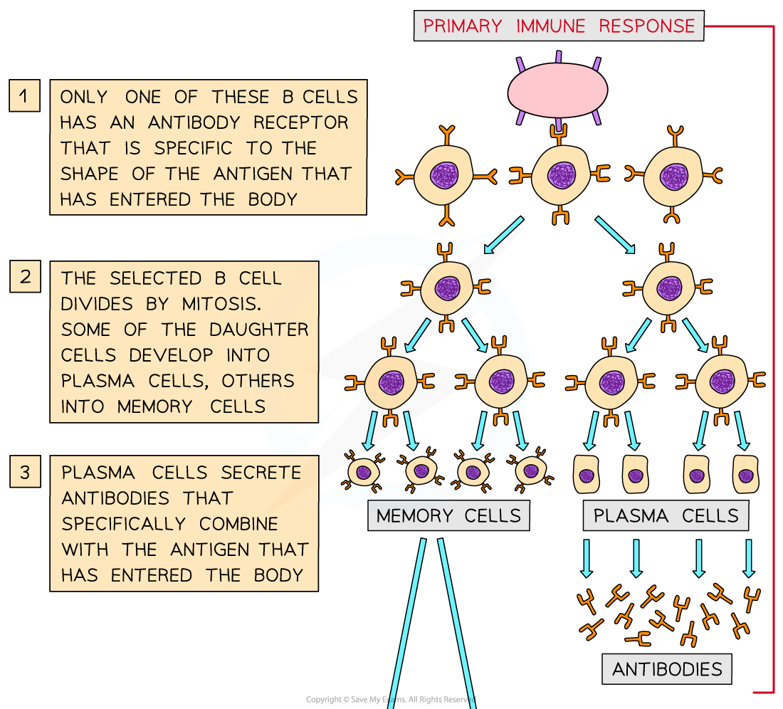 The-function-of-B-lymphocytes-during-a-primary-and-secondary-immune-response-1_1