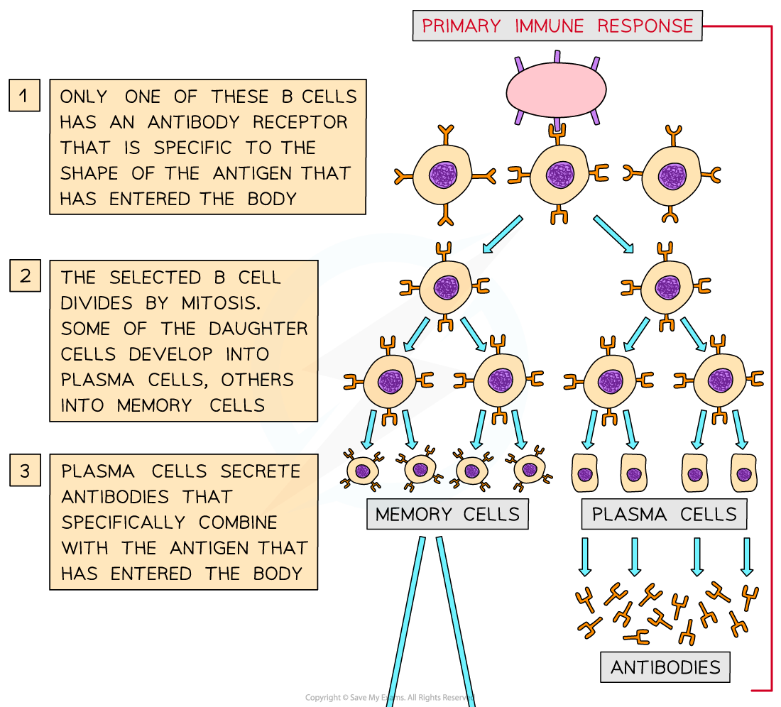 aqa-a-level-biology-2-5-10-plasma-memory-cells