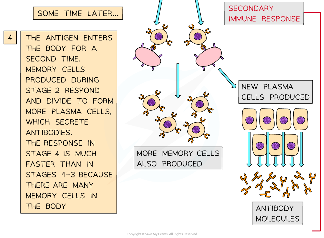 The-function-of-B-lymphocytes-during-a-primary-and-secondary-immune-response-2_1