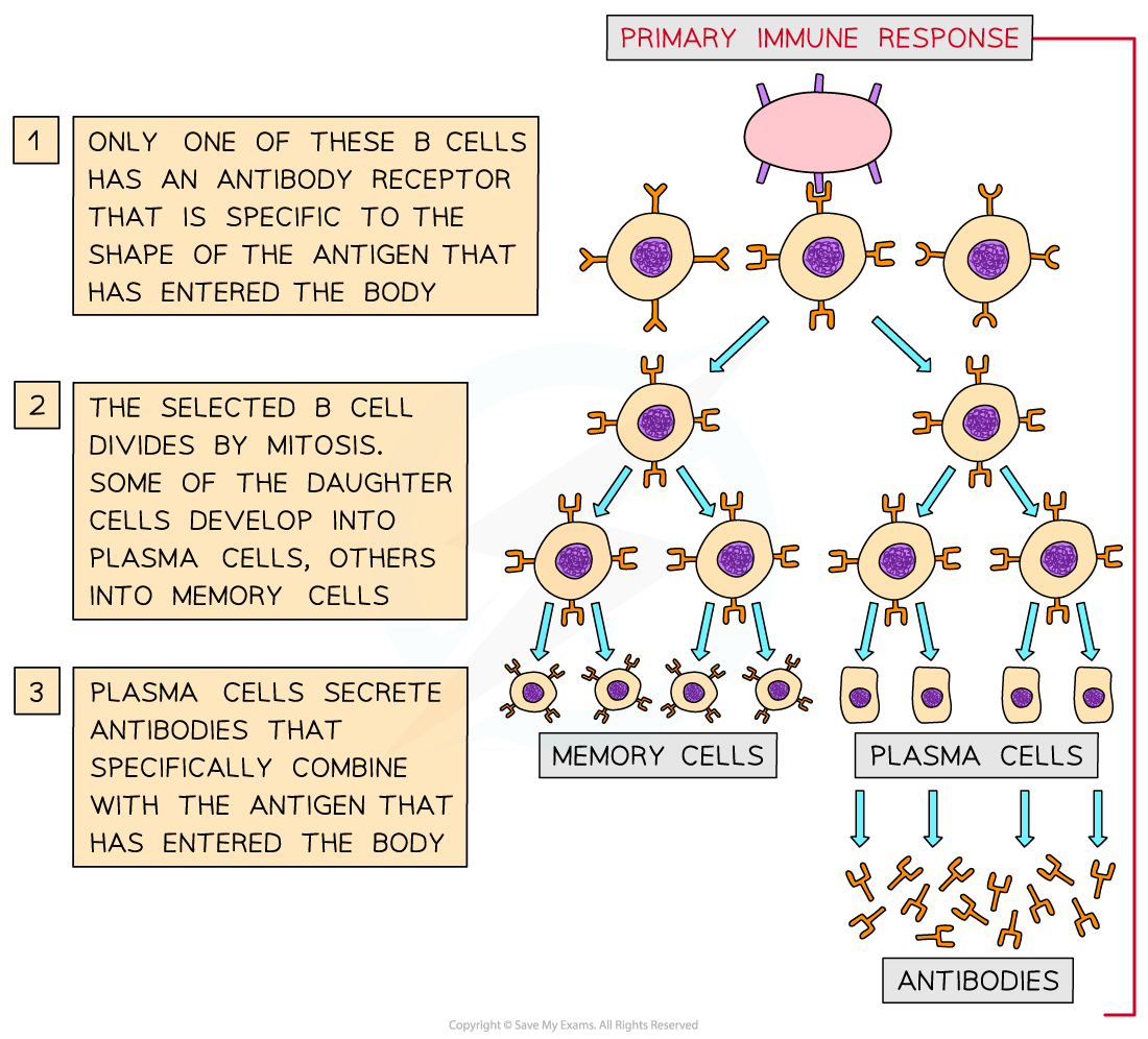 The-function-of-B-lymphocytes-during-a-primary-immune-response_1