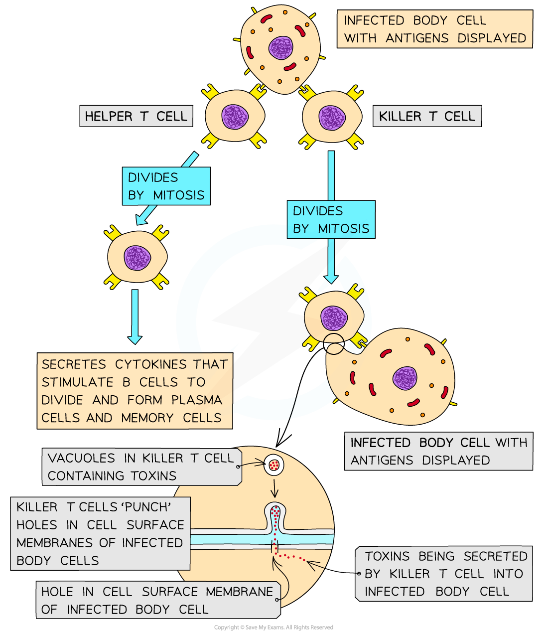 The-function-of-T-lymphocytes-during-an-immune-response