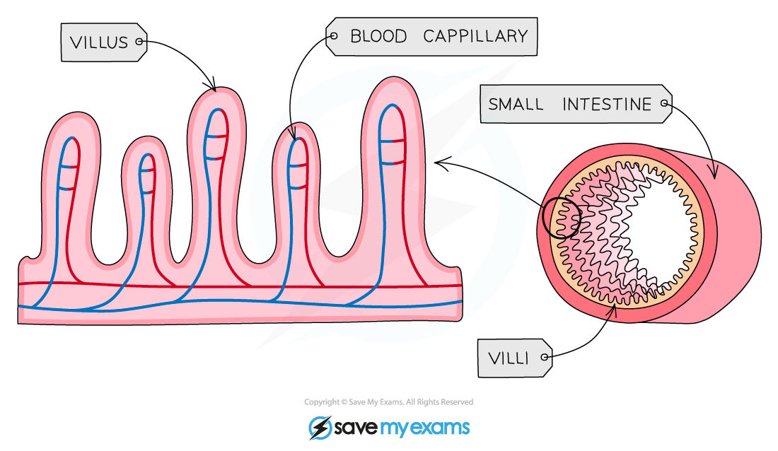 The-highly-folded-surface-of-the-small-intestine-increases-its-surface-area