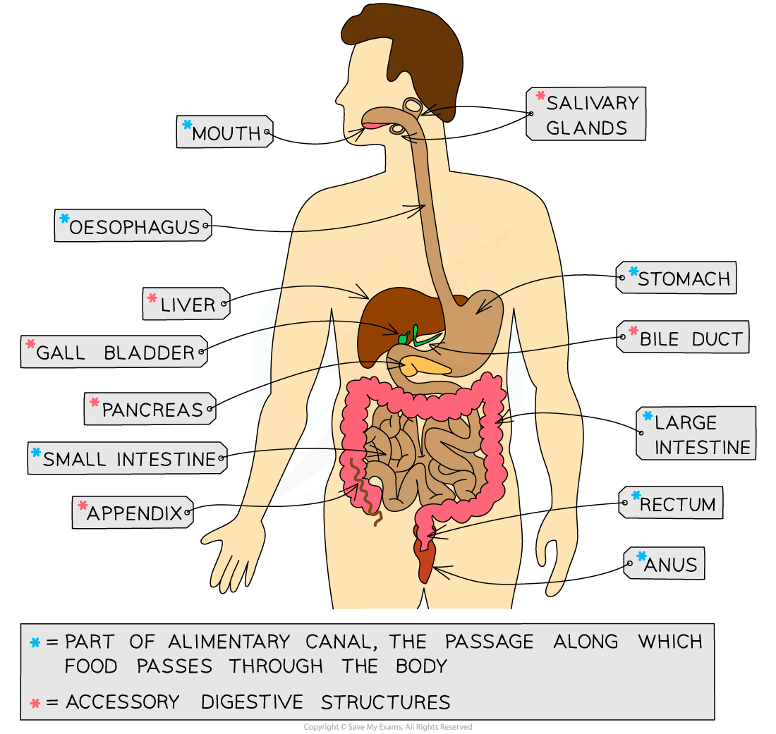 The-human-digestive-system