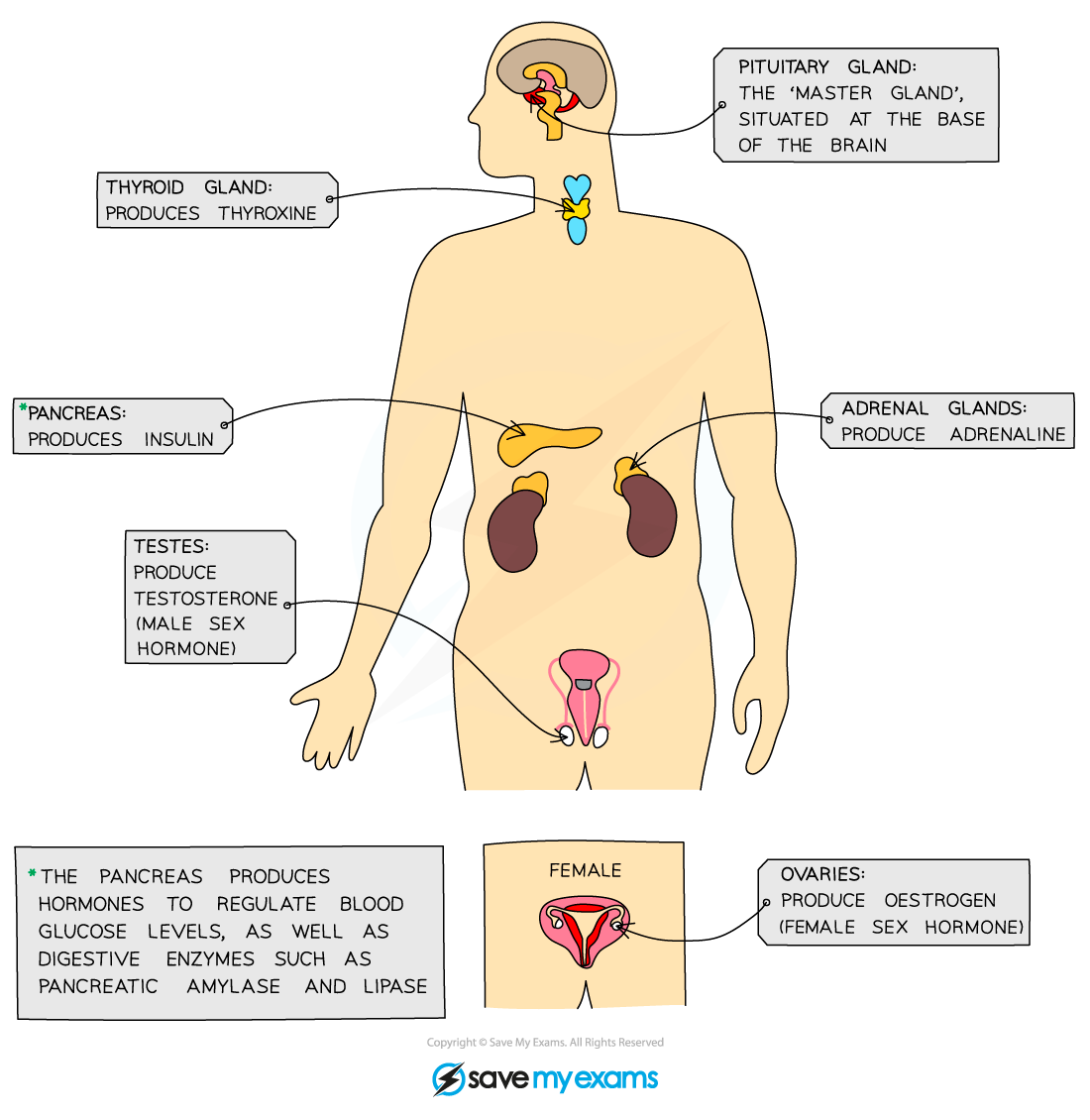 The-major-endocrine-glands-in-the-body