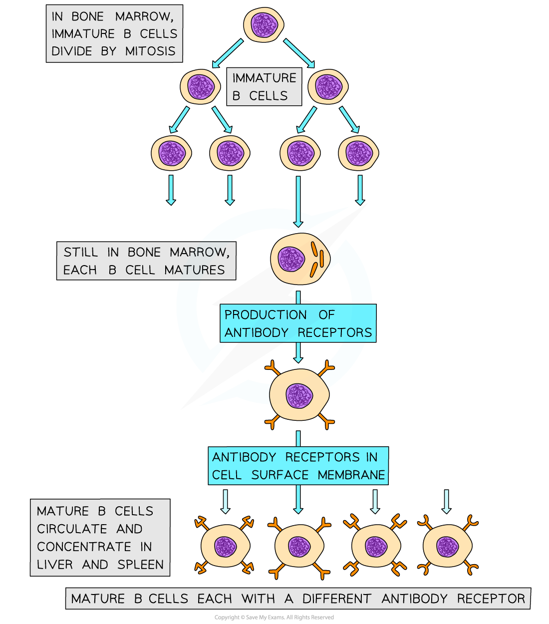 The-maturation-of-B-lymphocytes