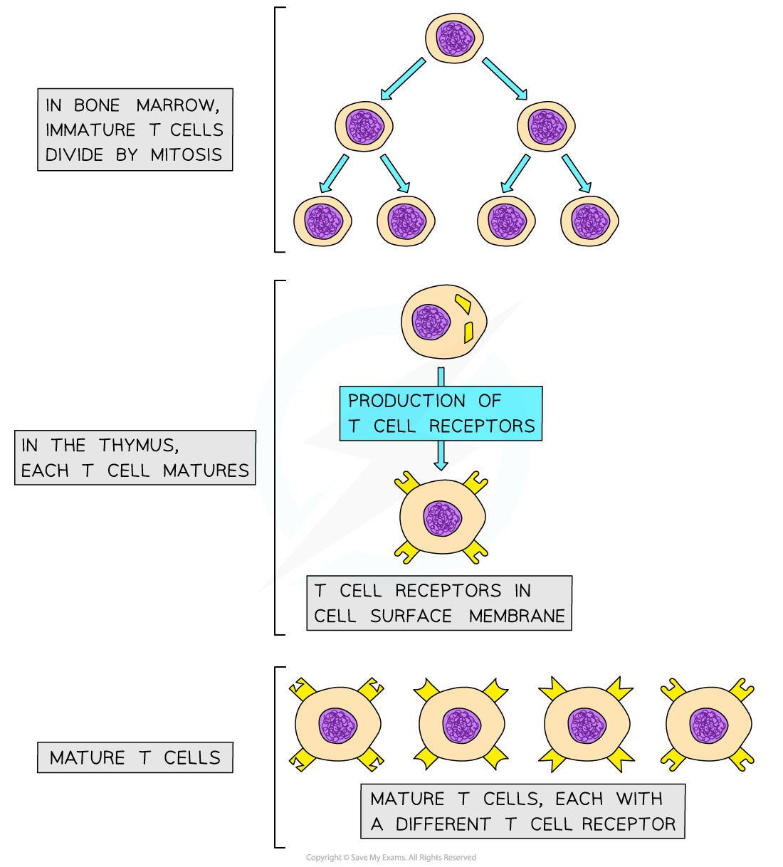 The-maturation-of-T-lymphocytes