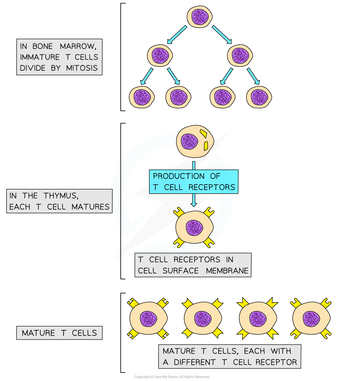 aqa-a-level-biology-2-5-4-the-t-lymphocyte-response