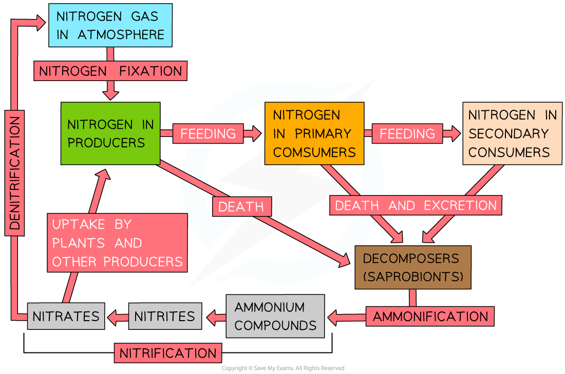 The-nitrogen-cycle