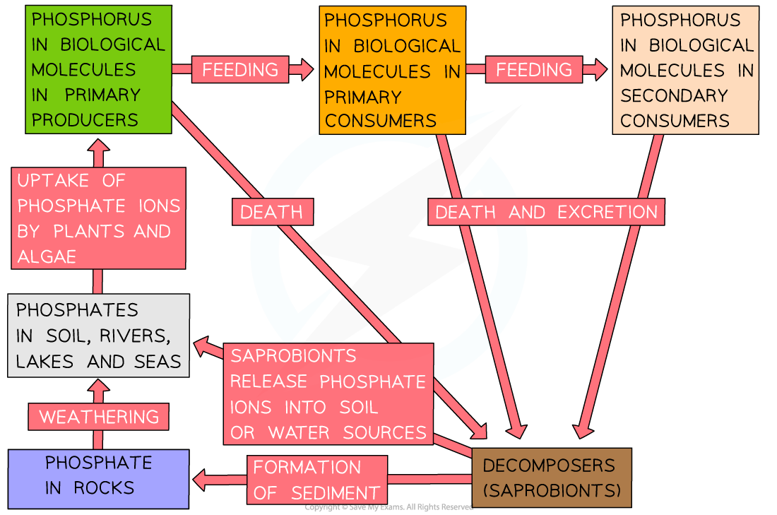 cycles in biology aqa essay