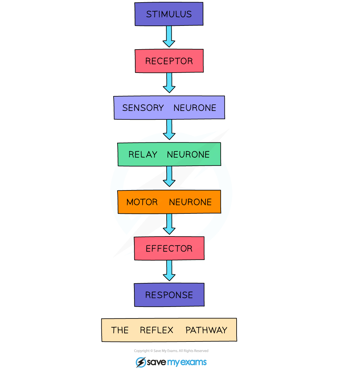 The-reflex-pathway-1