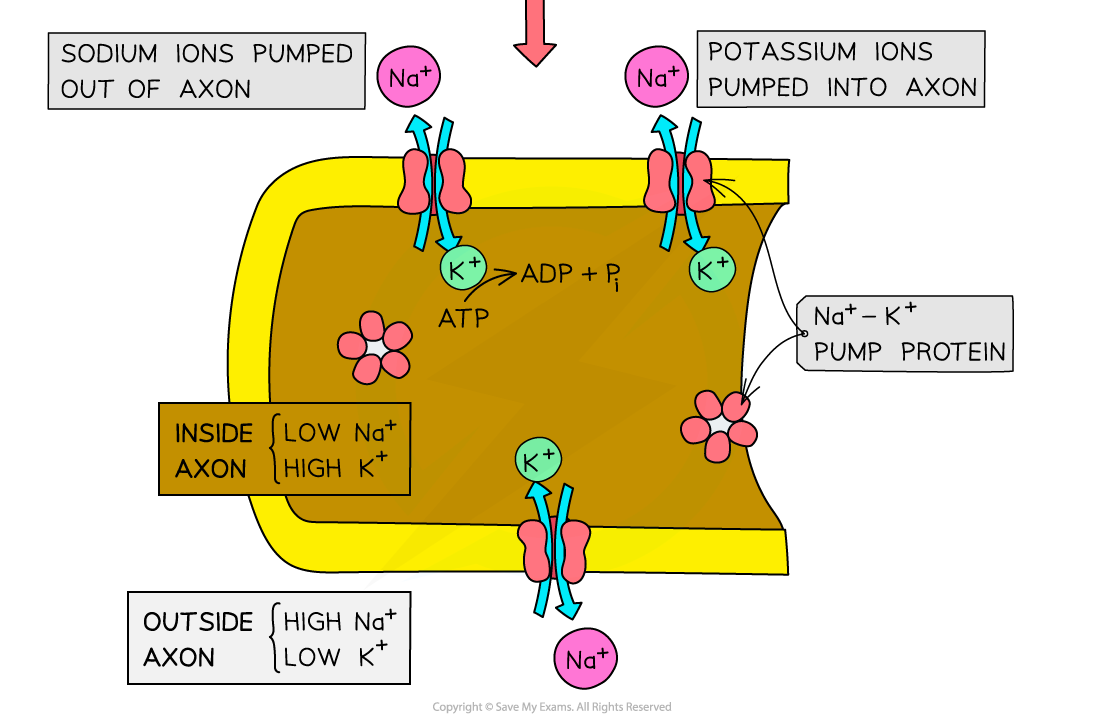 The-resting-potential-of-an-axon-2_1