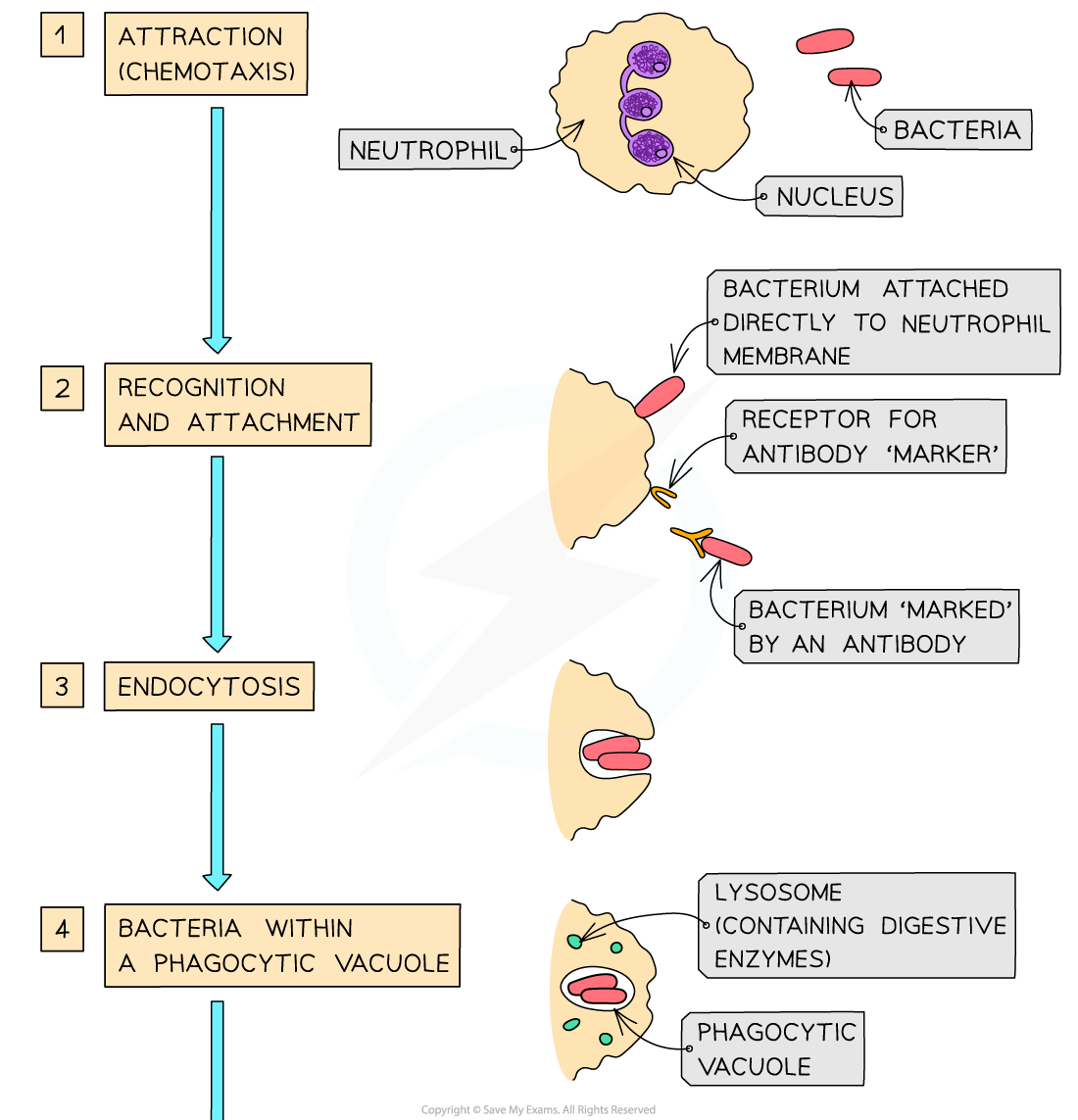 The-stages-of-phagocytosis-1