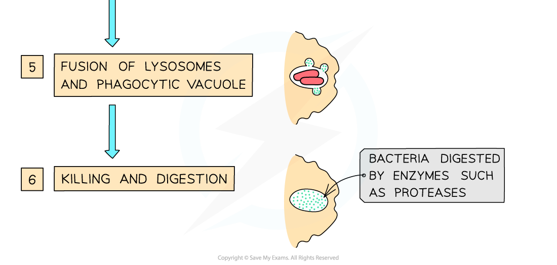 The-stages-of-phagocytosis-2