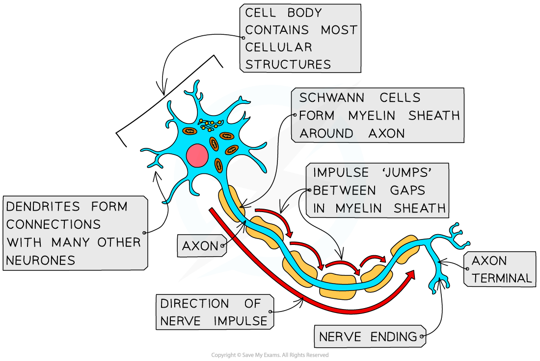 The-structure-of-a-myelinated-neurone