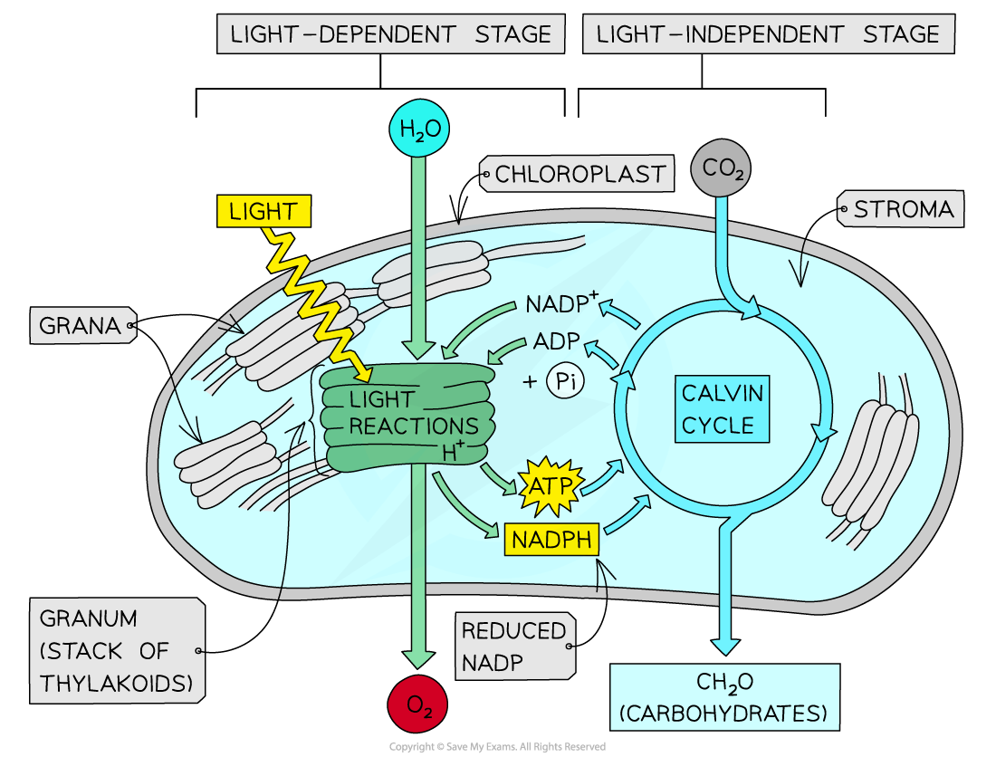 The-two-stages-of-photosynthesis